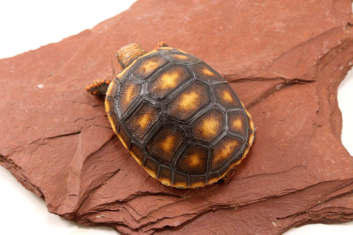 Red Foot Tortoise