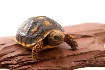 Red Foot Tortoise