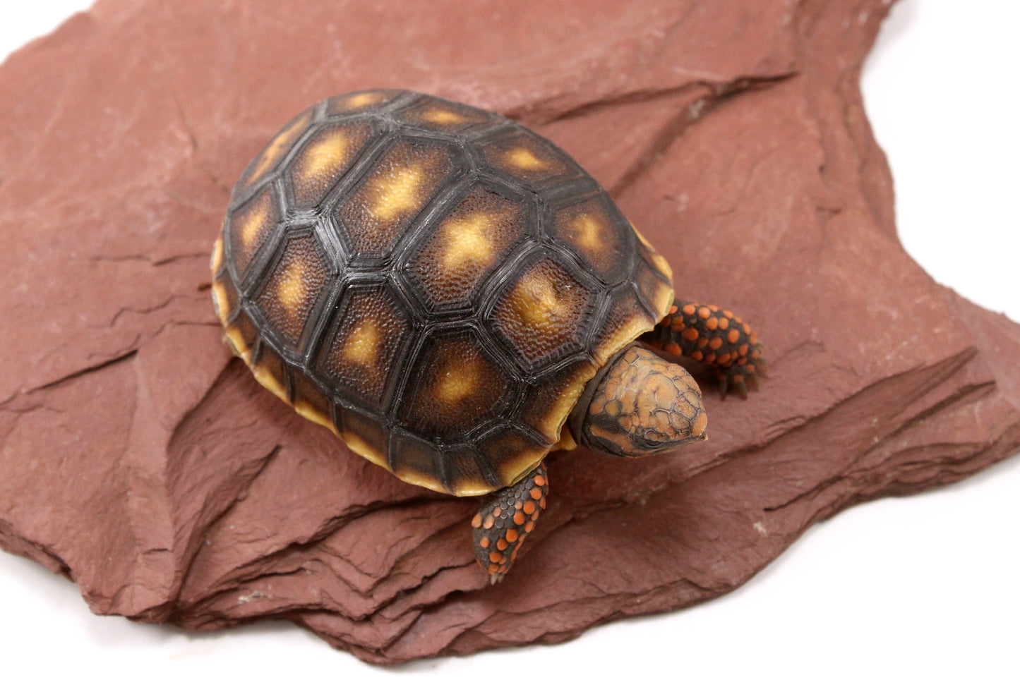 Red Foot Tortoise