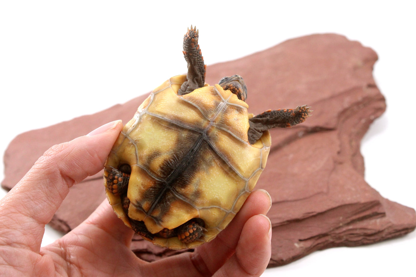 Red Foot Tortoise