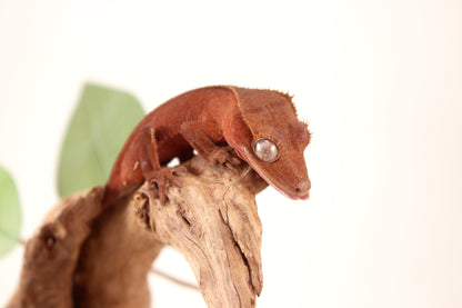 Red Patternless Crested Gecko