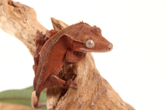 Red Patternless Crested Gecko