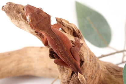 Red Patternless Crested Gecko