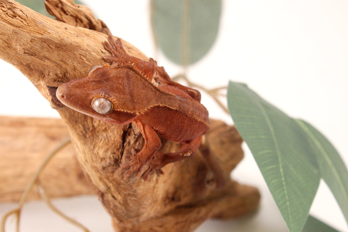 Red Patternless Crested Gecko
