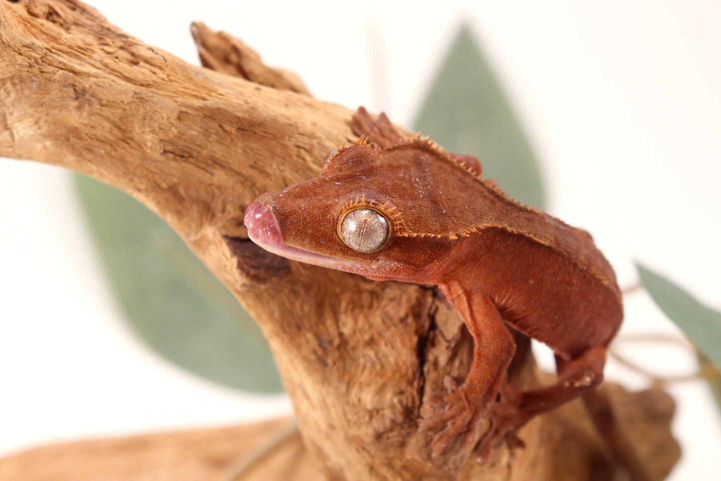 Red Patternless Crested Gecko