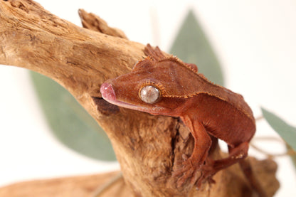 Red Patternless Crested Gecko