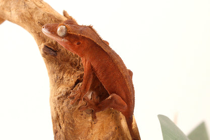 Red Patternless Crested Gecko