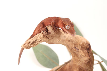 Red Patternless Crested Gecko