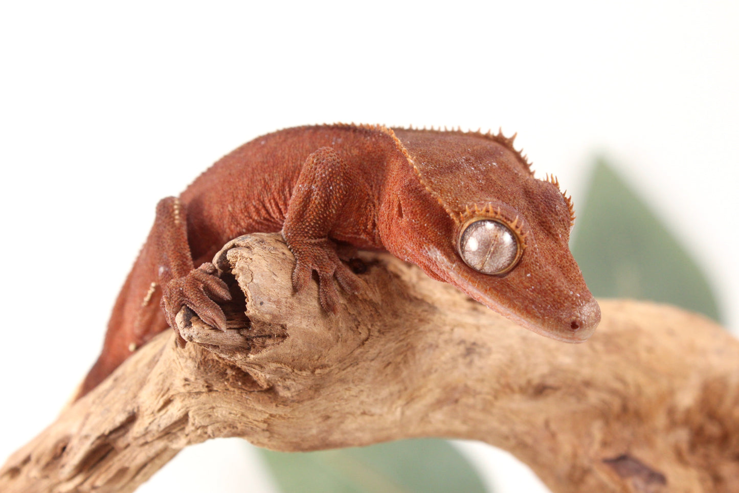 Red Patternless Crested Gecko