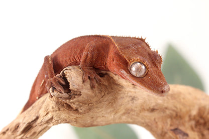 Red Patternless Crested Gecko