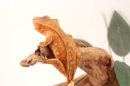 Orange Harlequin Crested Gecko