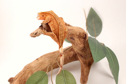 Orange Harlequin Crested Gecko