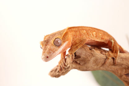 Orange Harlequin Crested Gecko