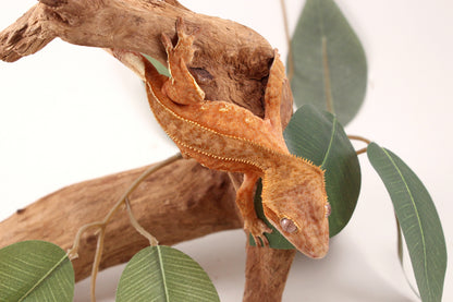 Orange Harlequin Crested Gecko