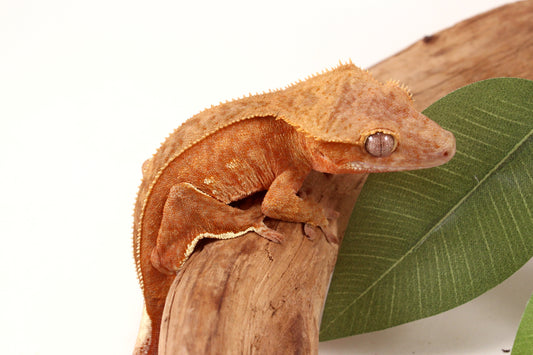 Orange Harlequin Crested Gecko