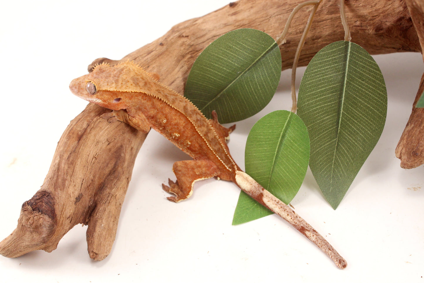 Orange Harlequin Crested Gecko