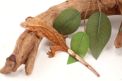 Orange Harlequin Crested Gecko