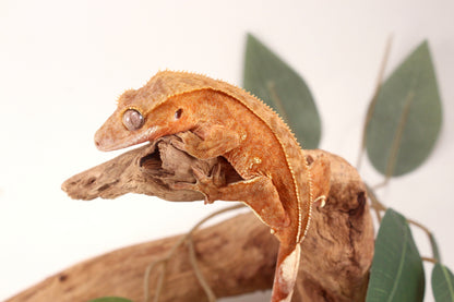 Orange Harlequin Crested Gecko