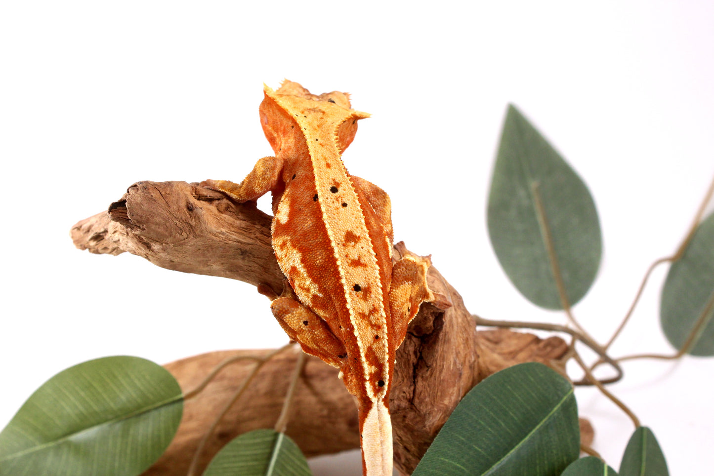 Orange Harlequin Dalmatian Crested Gecko