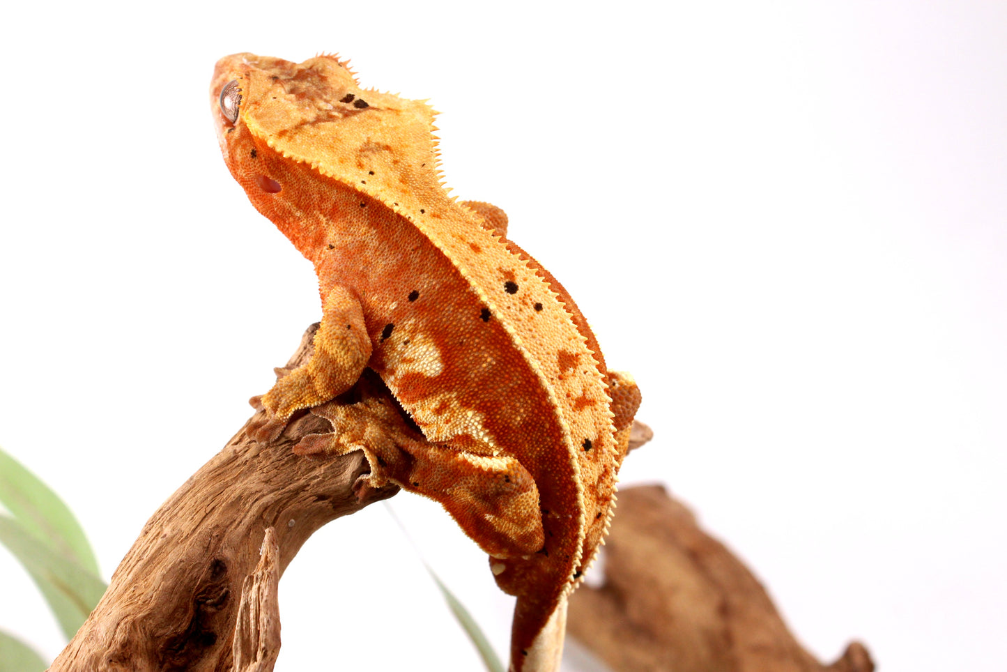 Orange Harlequin Dalmatian Crested Gecko