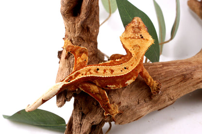 Orange Harlequin Dalmatian Crested Gecko