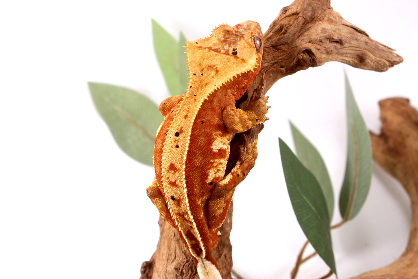 Orange Harlequin Dalmatian Crested Gecko