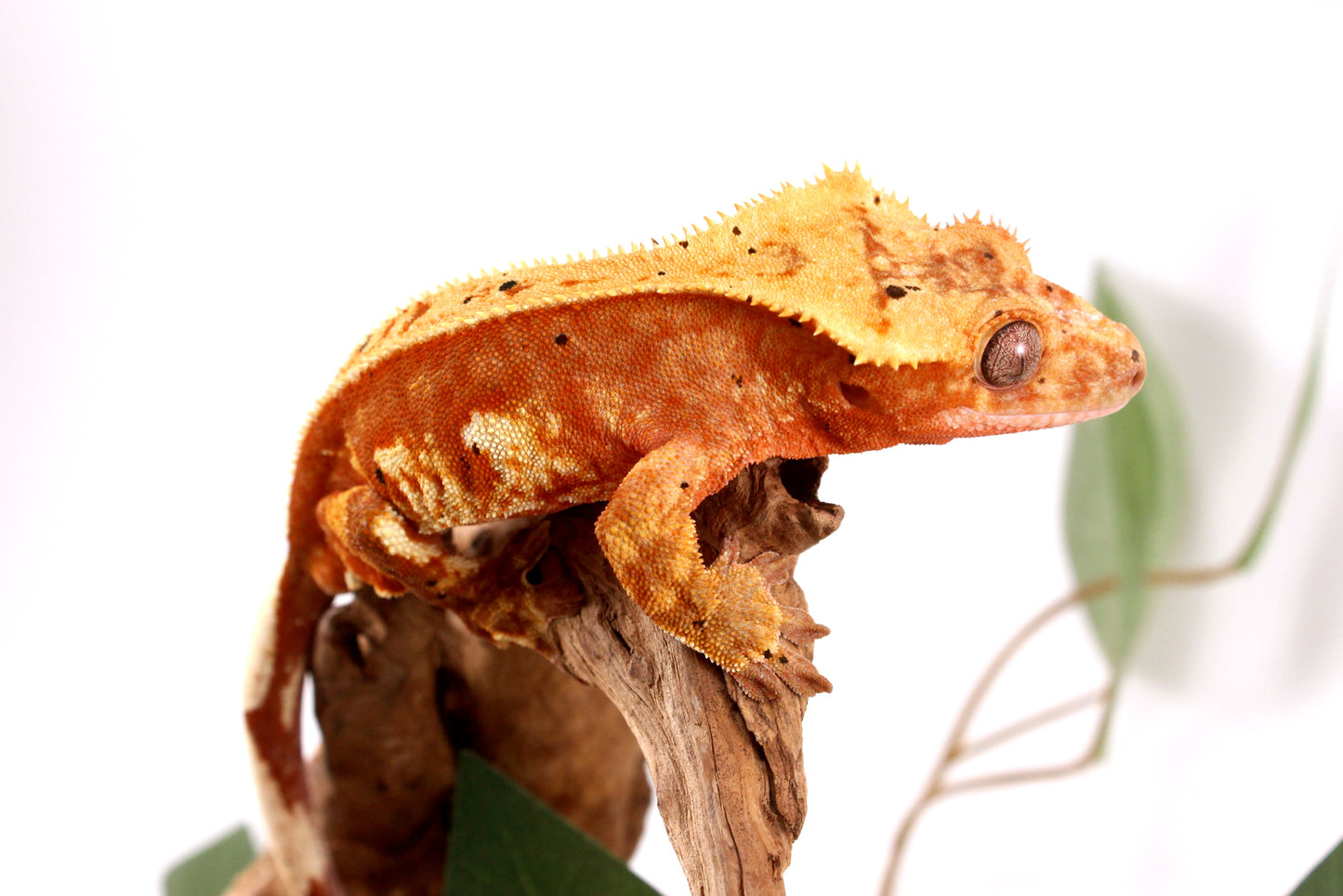 Orange Harlequin Dalmatian Crested Gecko