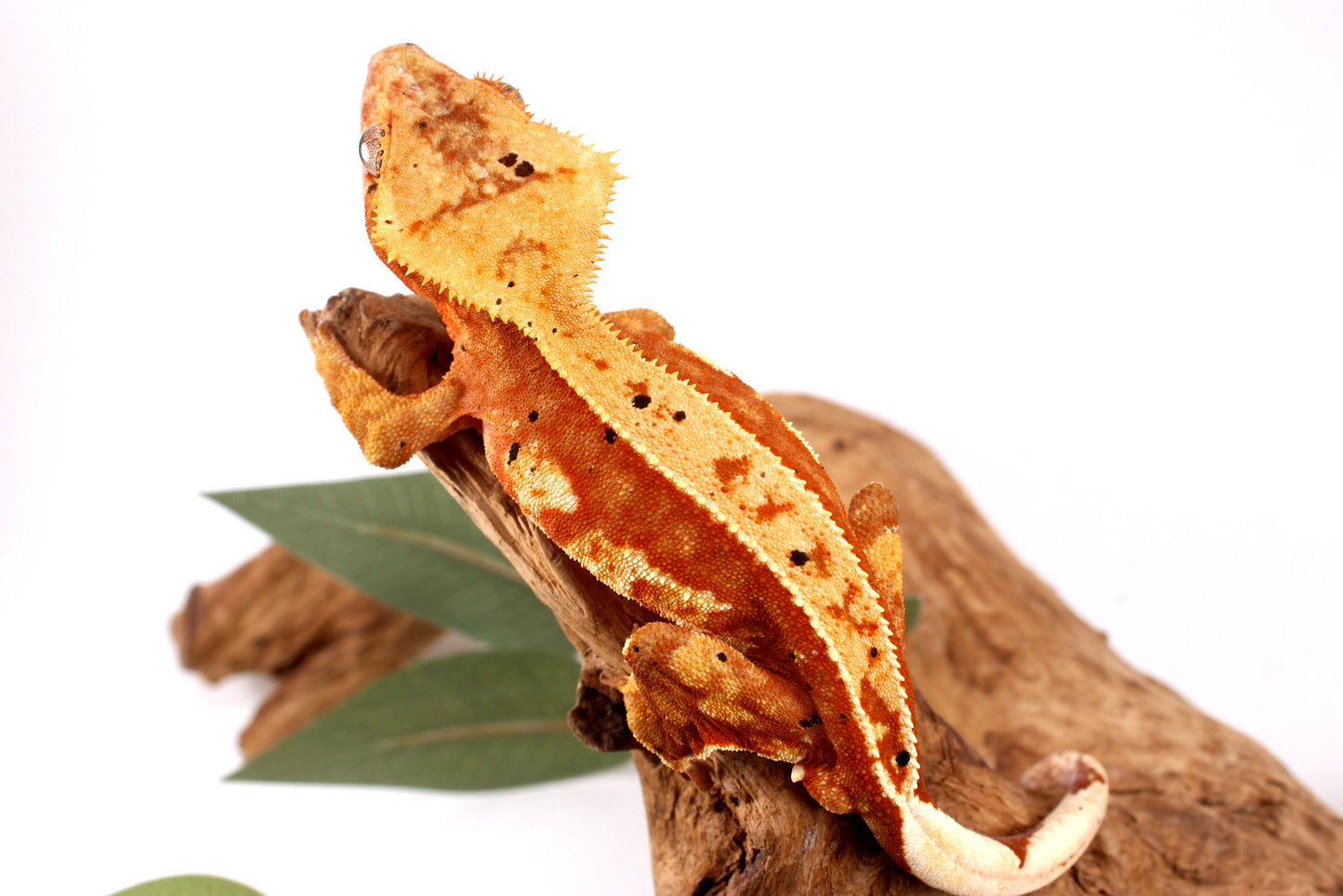 Orange Harlequin Dalmatian Crested Gecko