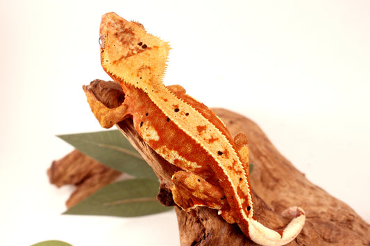 Orange Harlequin Dalmatian Crested Gecko