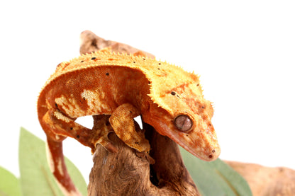 Orange Harlequin Dalmatian Crested Gecko