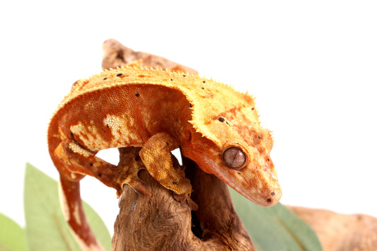 Orange Harlequin Dalmatian Crested Gecko