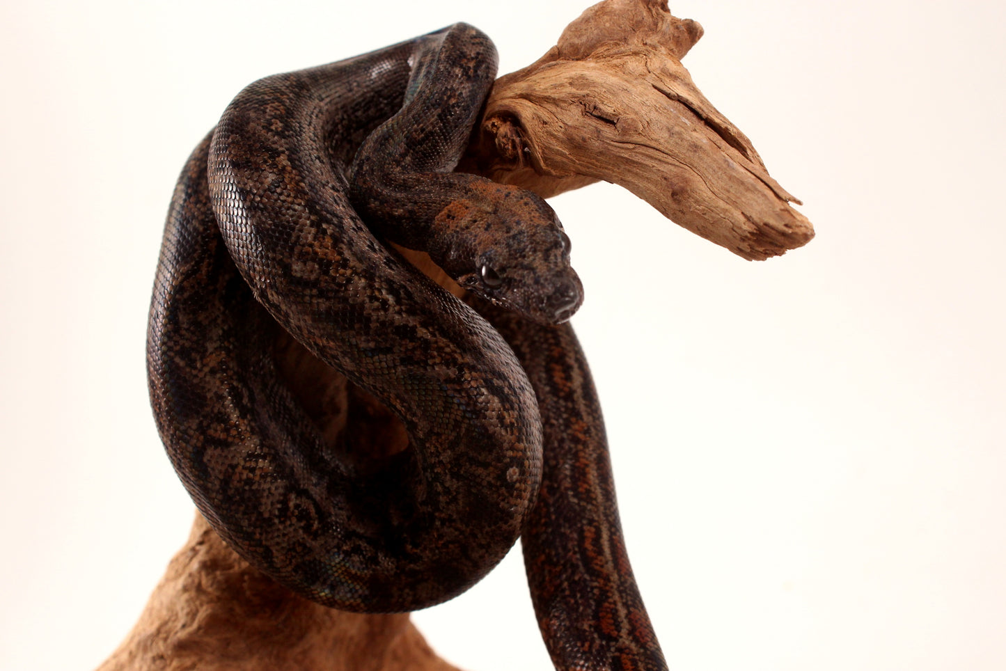 Sonoran Desert Boa