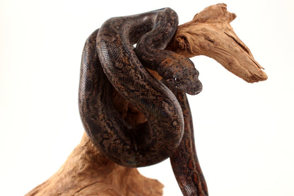 Sonoran Desert Boa