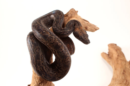 Sonoran Desert Boa