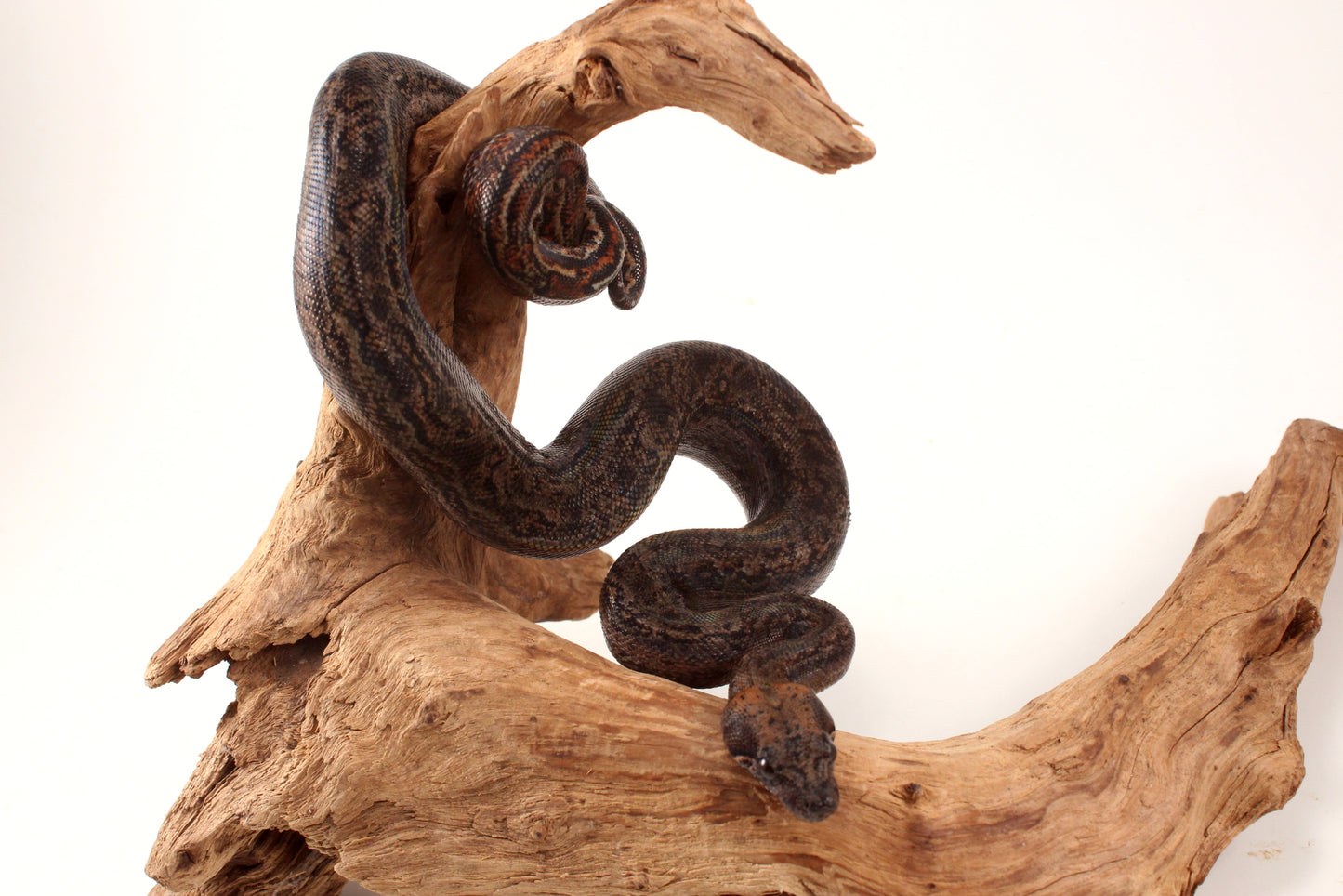 Sonoran Desert Boa