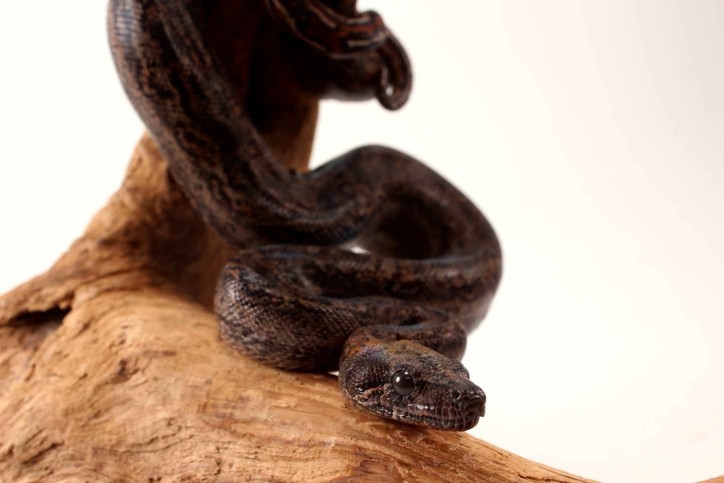 Sonoran Desert Boa