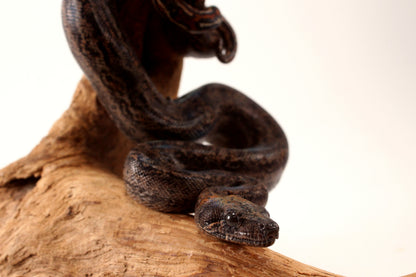 Sonoran Desert Boa