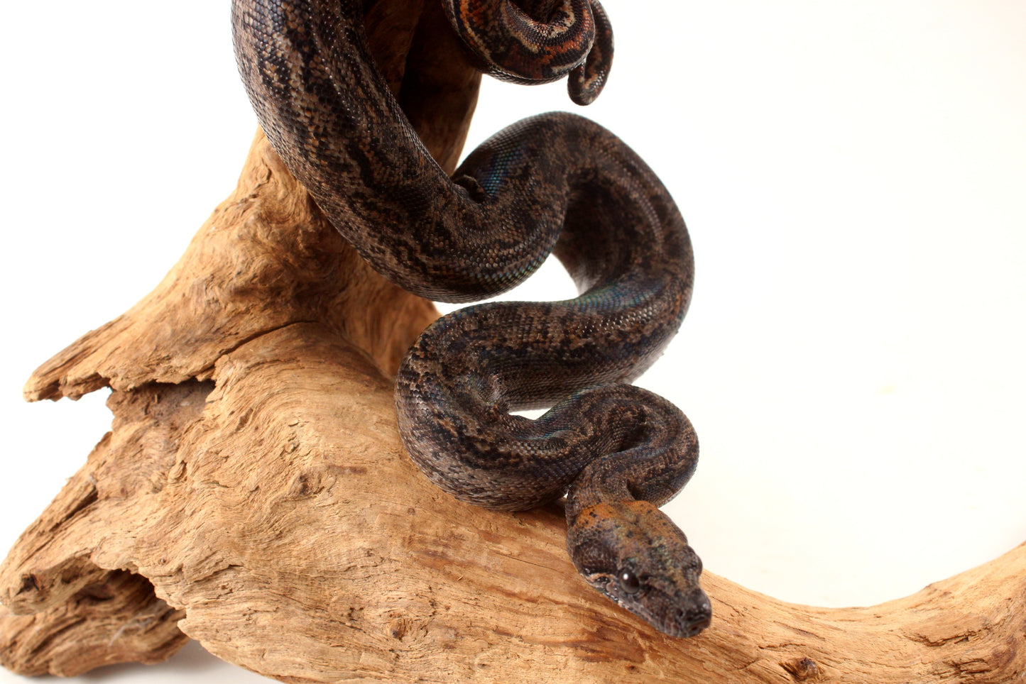 Sonoran Desert Boa