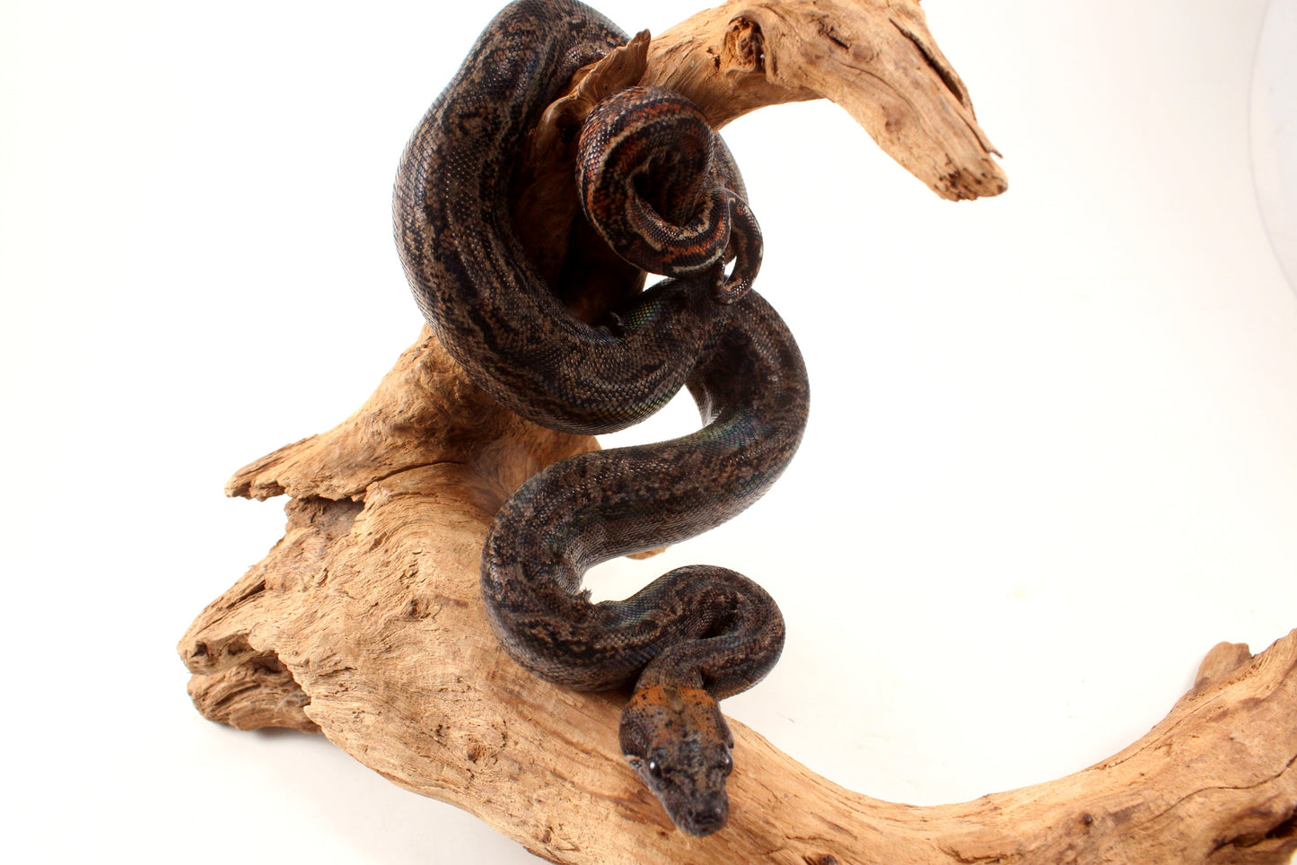 Sonoran Desert Boa