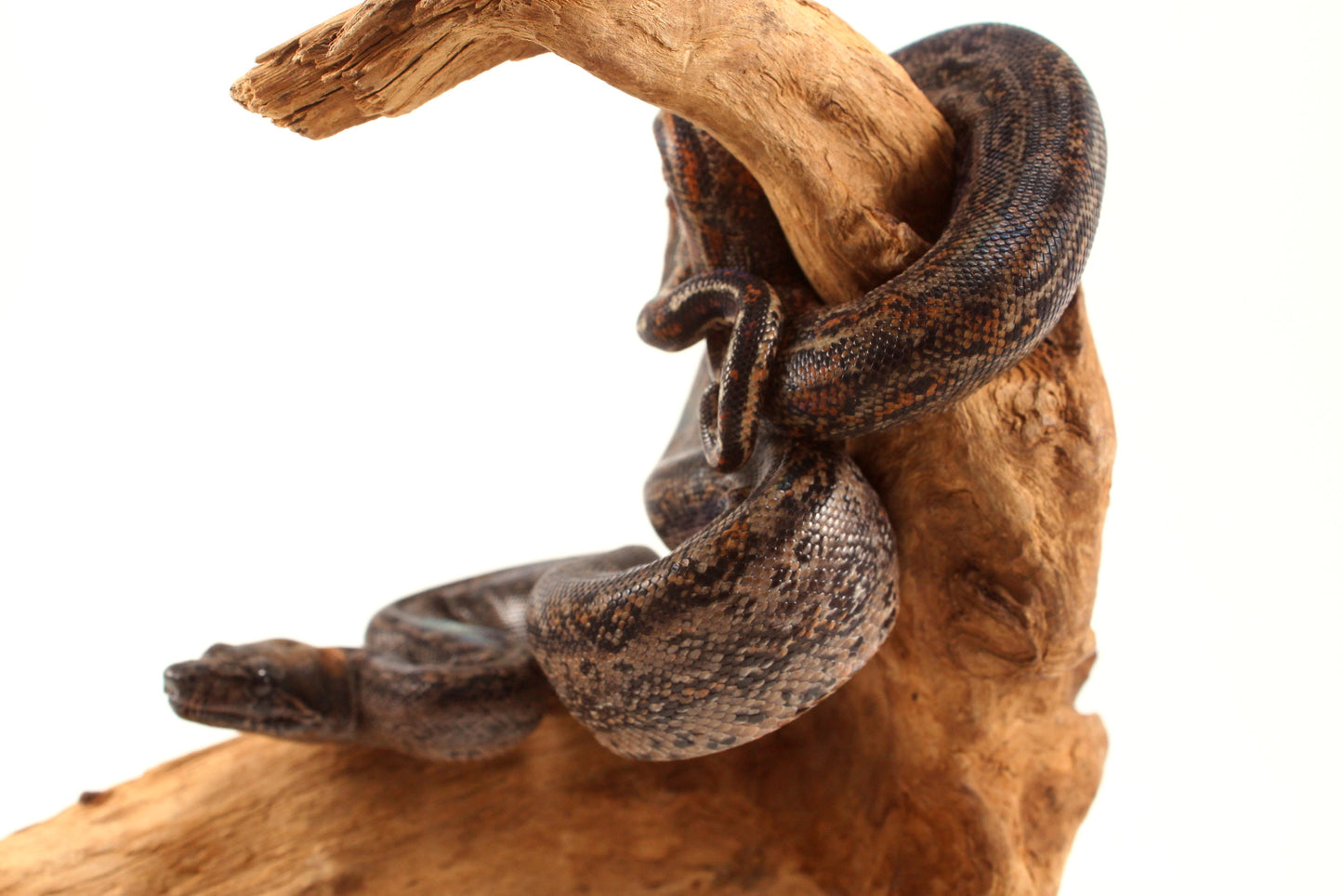 Sonoran Desert Boa