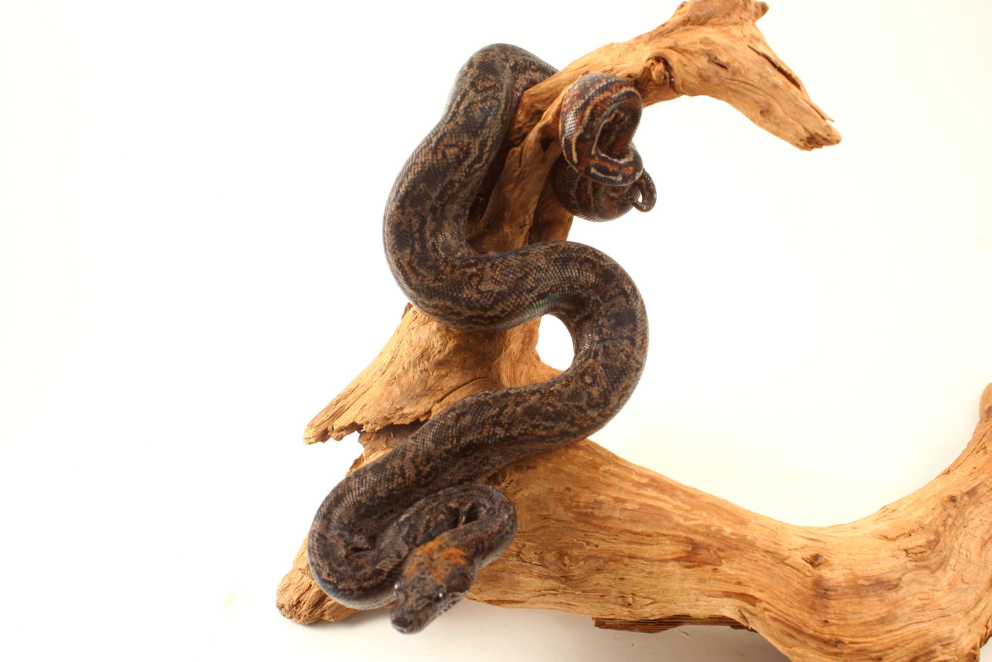 Sonoran Desert Boa