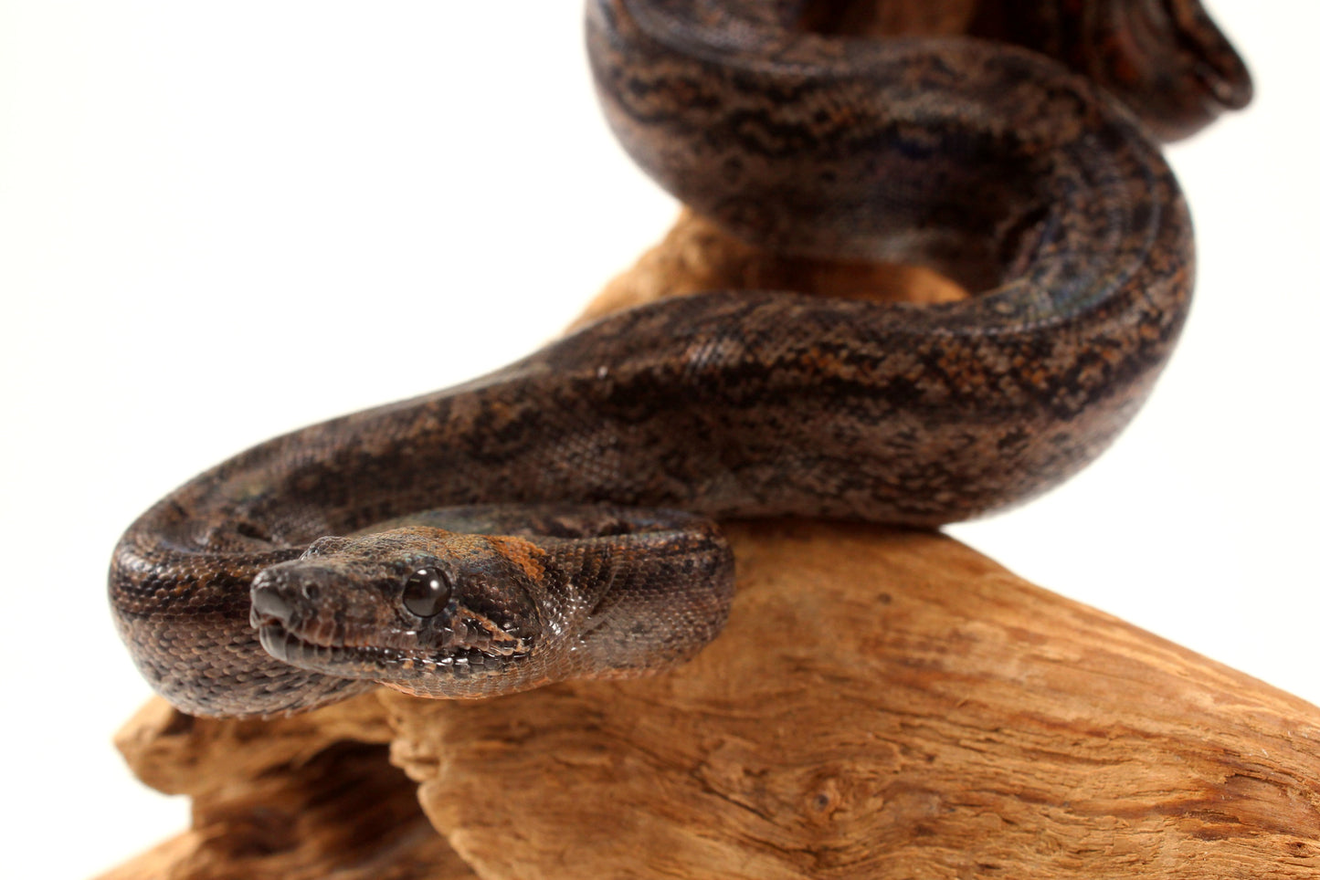 Sonoran Desert Boa