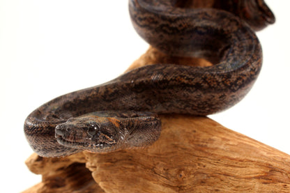 Sonoran Desert Boa