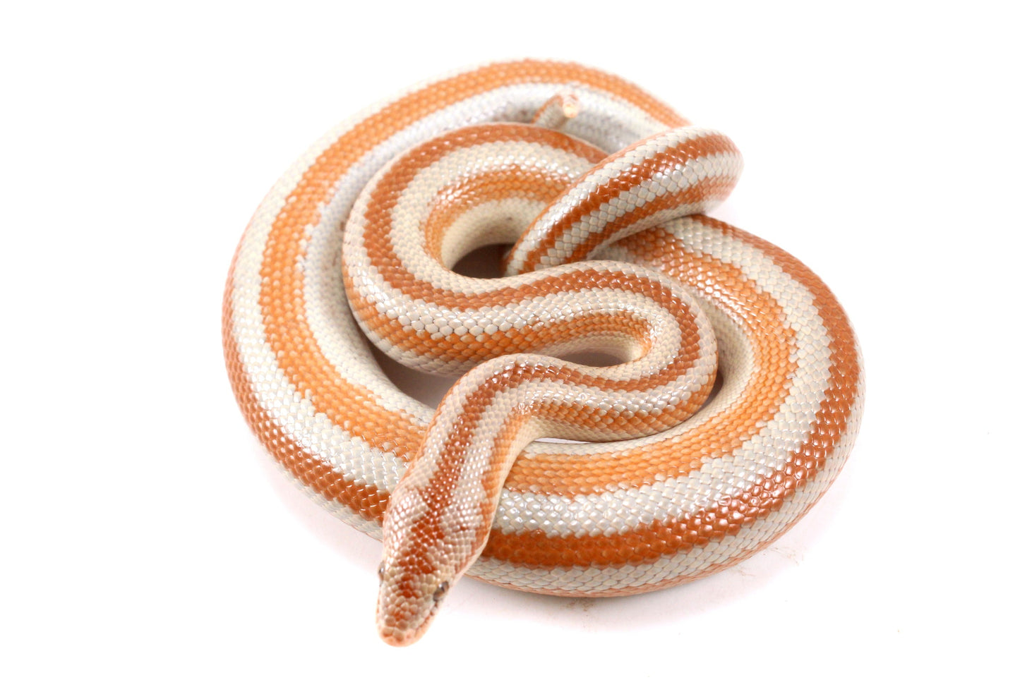Mid Baja Rosy Boa