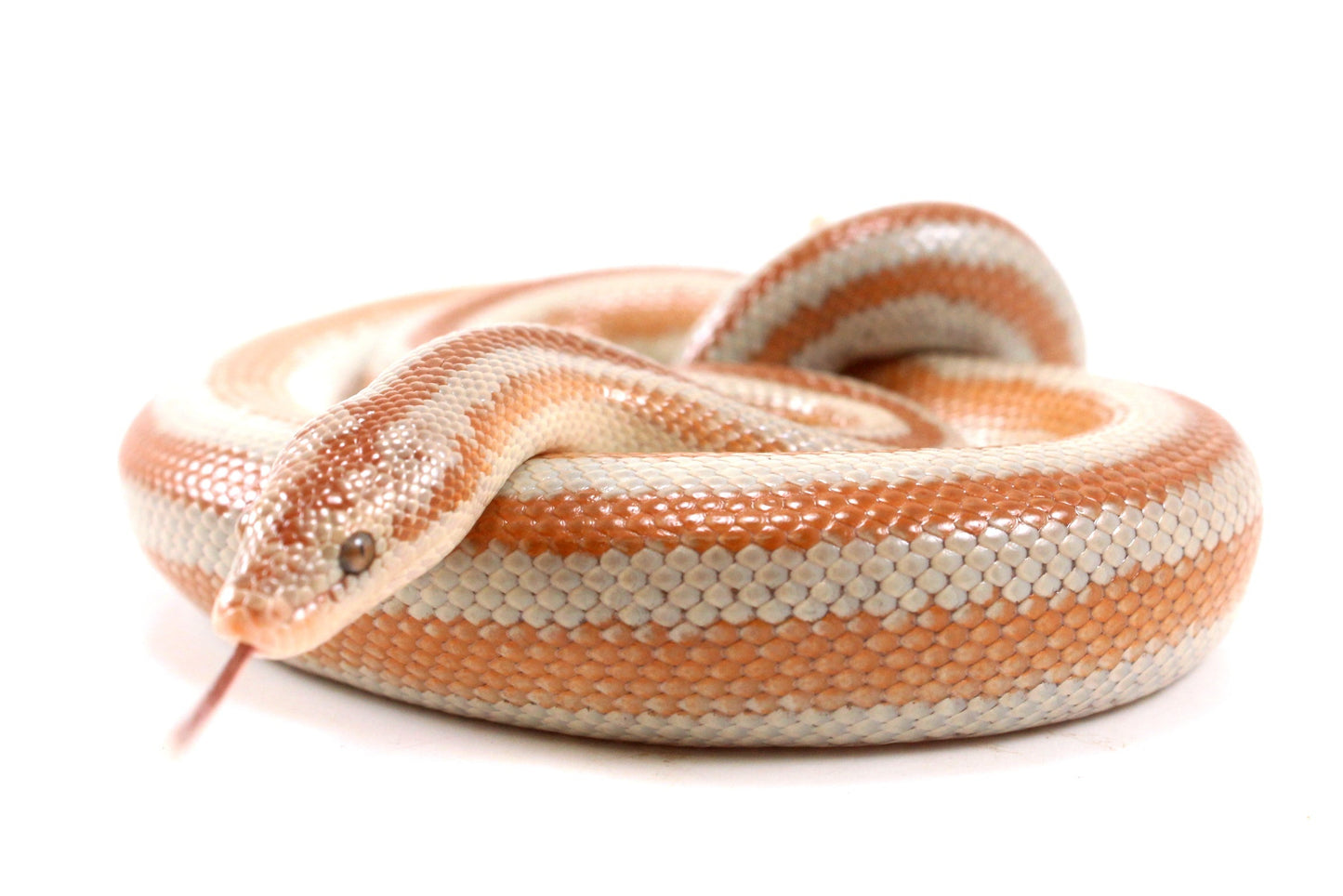 Mid Baja Rosy Boa