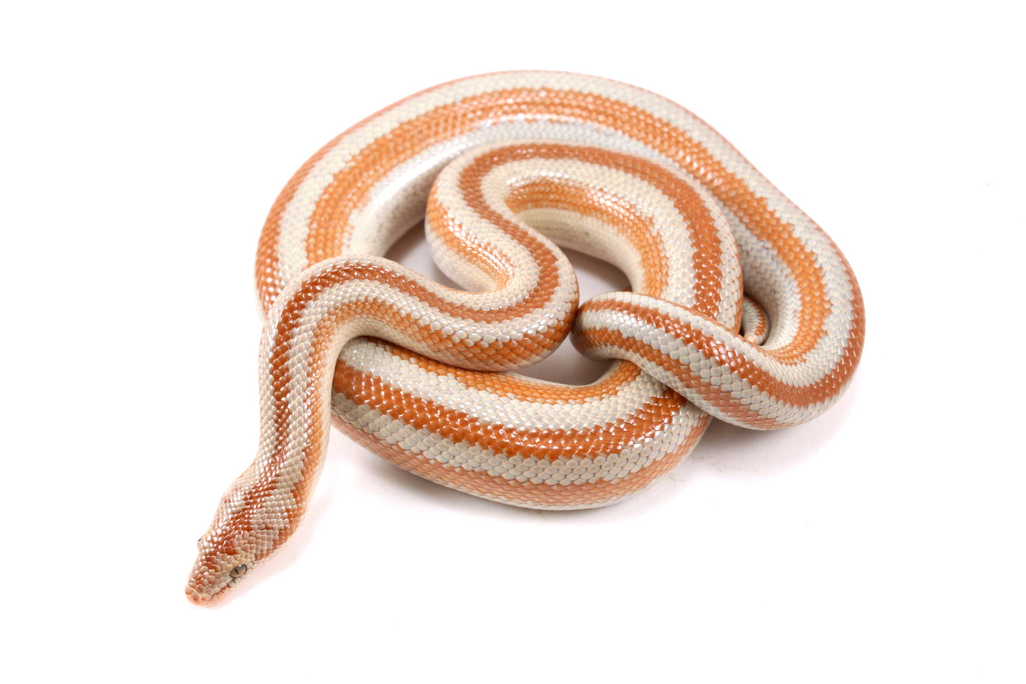 Mid Baja Rosy Boa