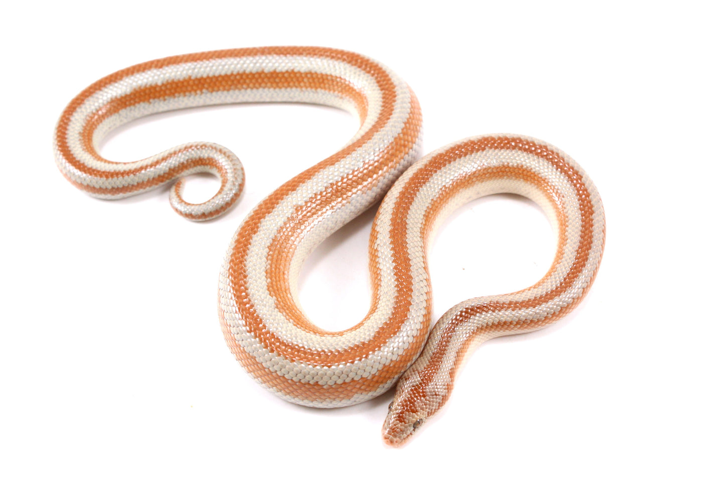 Mid Baja Rosy Boa