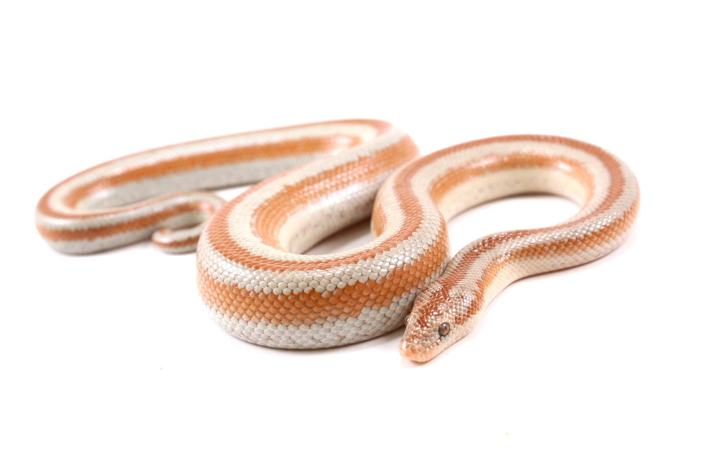 Mid Baja Rosy Boa