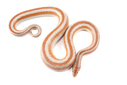 Mid Baja Rosy Boa