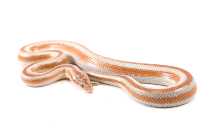Mid Baja Rosy Boa